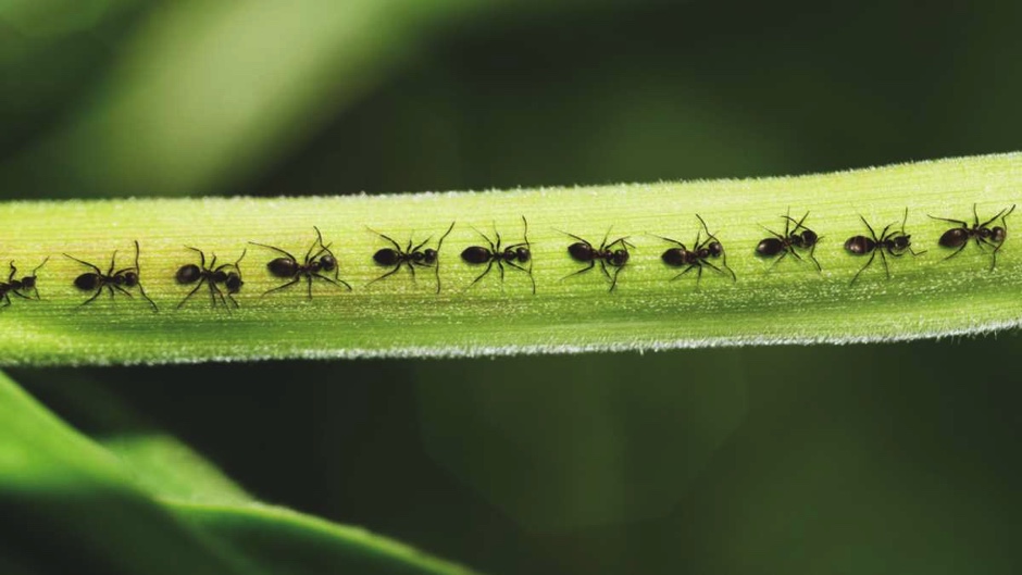 How to Get Rid of Ants Permanently ants on kitchen counter
